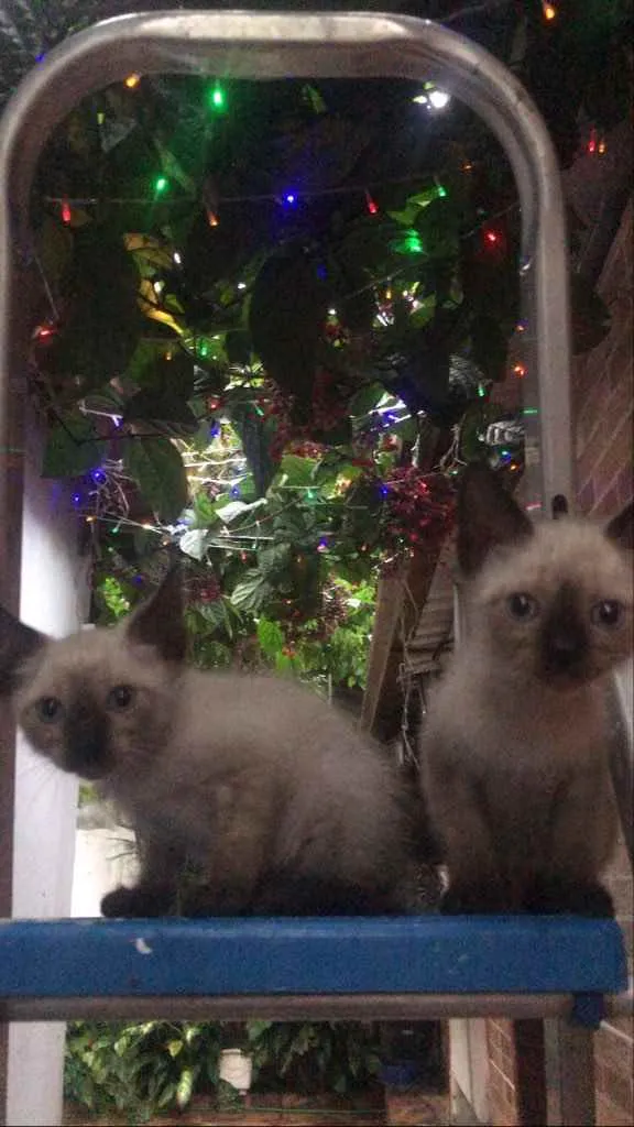 Gato raça Siameses  idade Abaixo de 2 meses nome Ainda não tem nomes 
