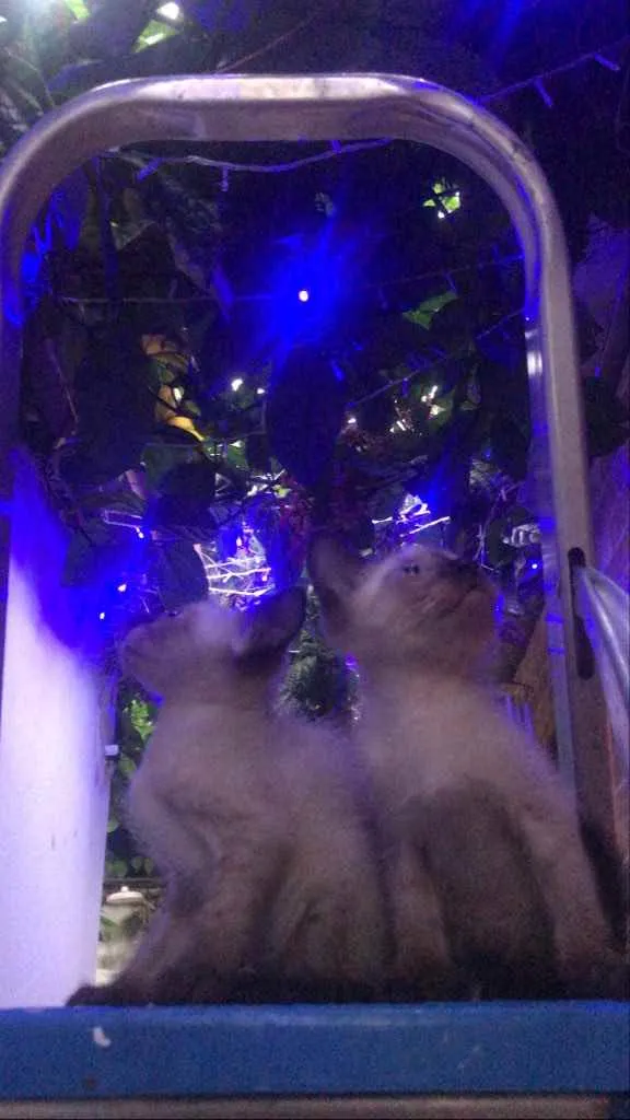 Gato raça Siameses  idade Abaixo de 2 meses nome Ainda não tem nomes 