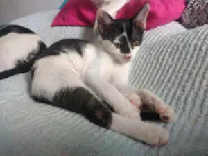Gato raça SRD idade 2 a 6 meses nome Boo