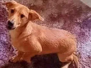 Cachorro raça Viralata idade 7 a 11 meses nome Max