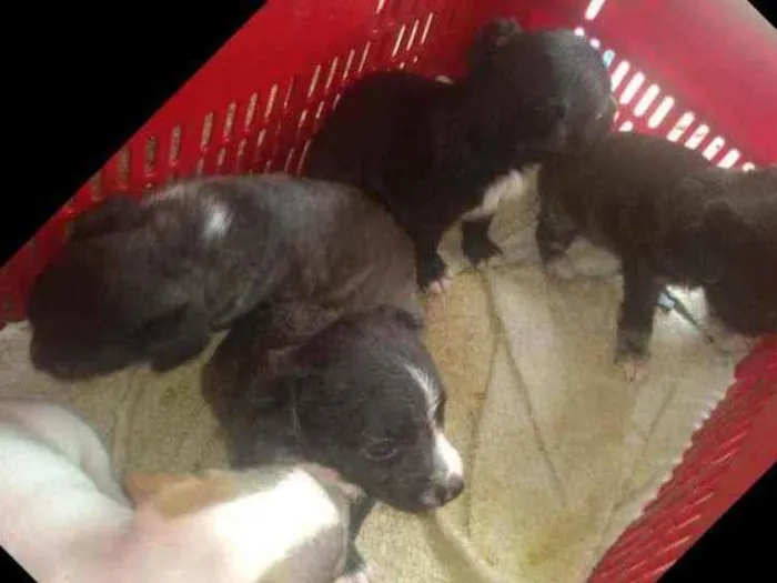 Cachorro ra a indefidas idade Abaixo de 2 meses nome filhotes