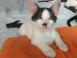 Gato raça SRD idade 2 a 6 meses nome Célia 