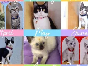 Gato raça SRD  idade  nome Lindos gatinhos 