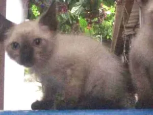 Gato raça Siameses  idade Abaixo de 2 meses nome Ainda não tem nomes 