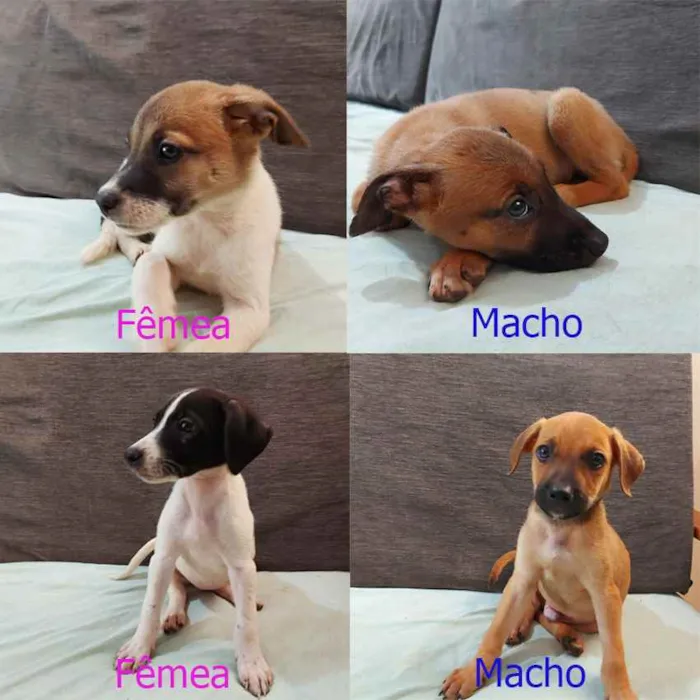 Cachorro raça Sem Raça Definida idade 2 a 6 meses nome Sem nome