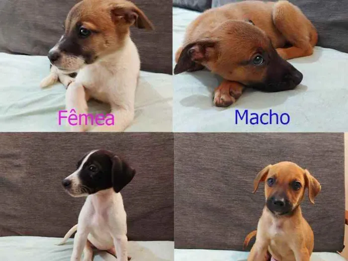 Cachorro raça Sem Raça Definida idade 2 a 6 meses nome Sem nome