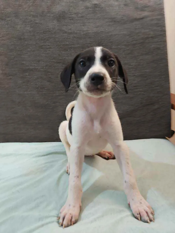 Cachorro raça Sem Raça Definida idade 2 a 6 meses nome Sem nome
