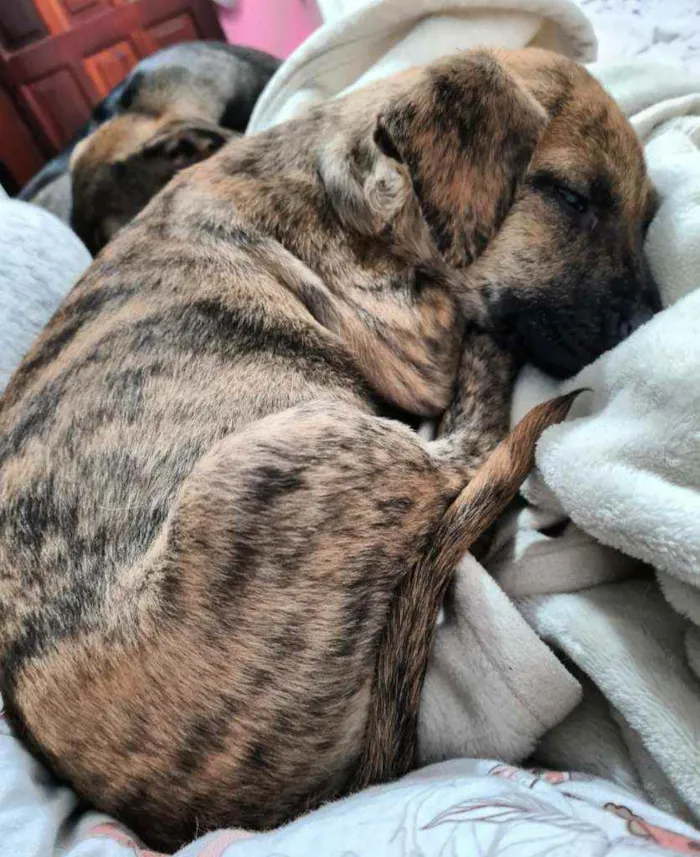 Cachorro ra a SRD idade 2 a 6 meses nome GERALDO