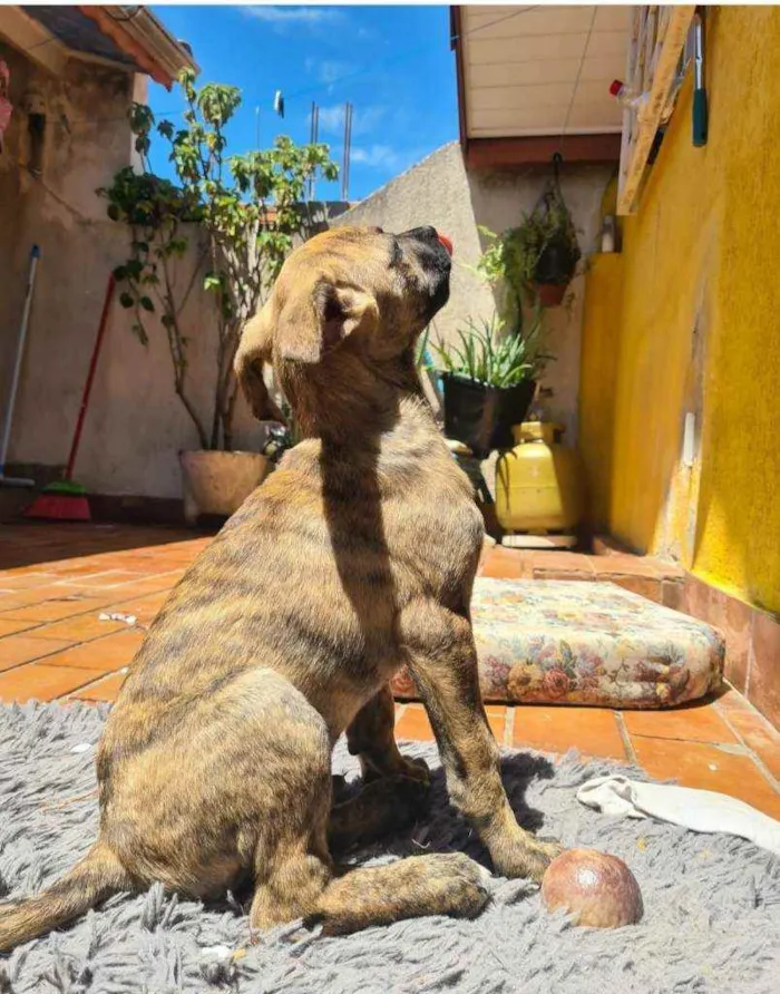Cachorro ra a SRD idade 2 a 6 meses nome GERALDO