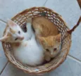 Raposinha, amora e v