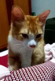 Simba