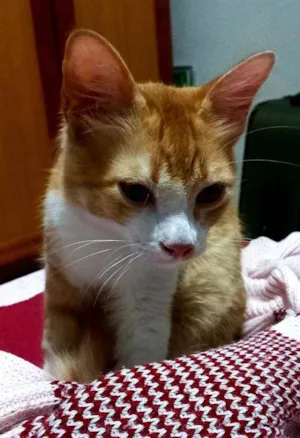 Gato raça Angorá idade 2 a 6 meses nome Simba