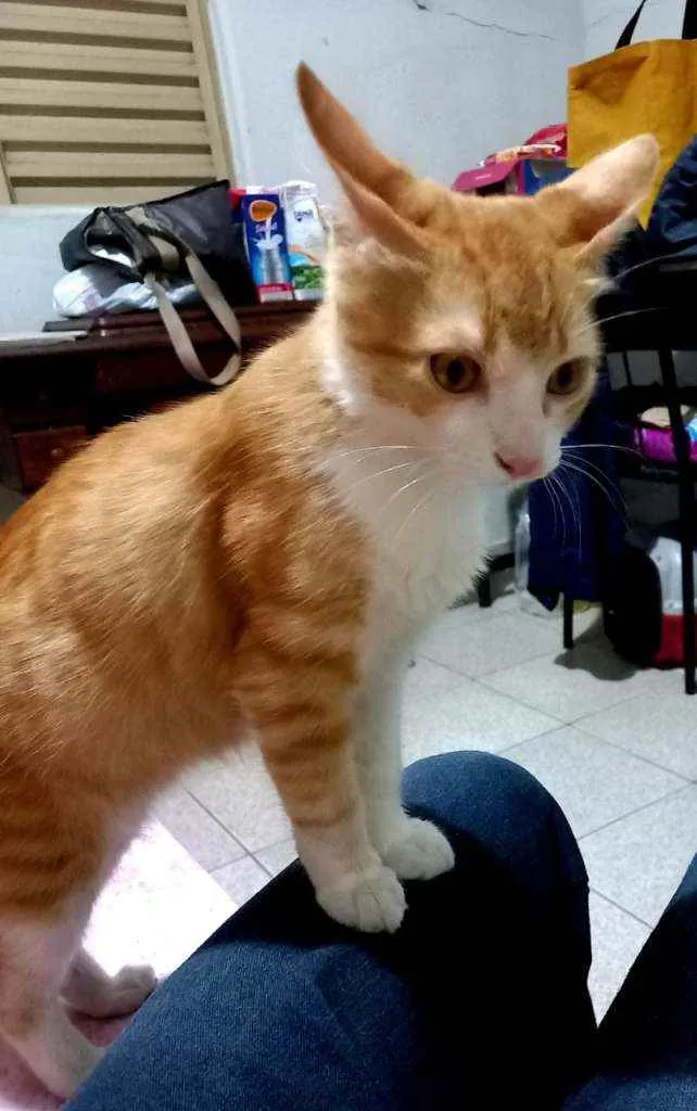 Gato raça Angorá idade 2 a 6 meses nome Simba