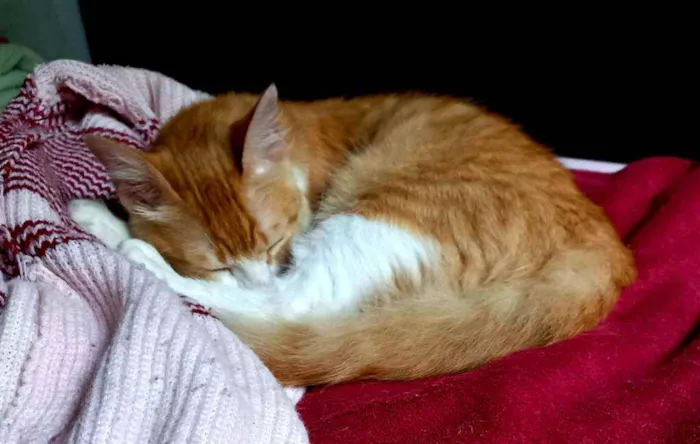 Gato raça Angorá idade 2 a 6 meses nome Simba