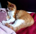 Simba