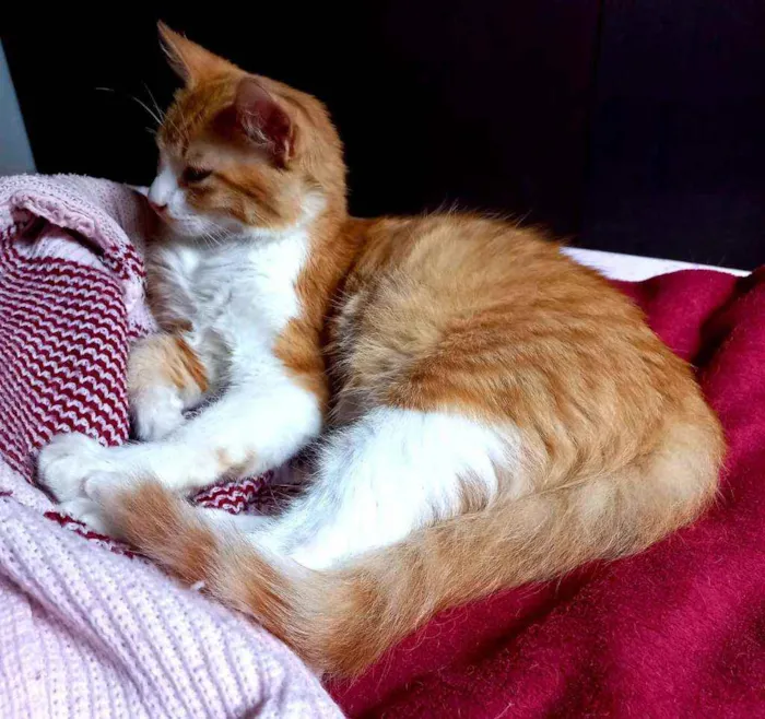 Gato raça Angorá idade 2 a 6 meses nome Simba