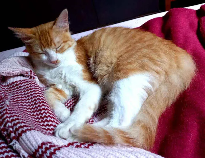 Gato raça Angorá idade 2 a 6 meses nome Simba