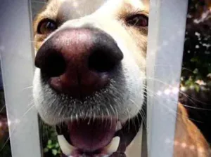 Cachorro raça Srd idade 1 ano nome Trovão um fofo 