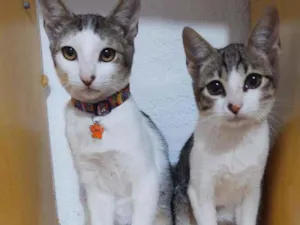 Gato raça SRD  idade 2 a 6 meses nome Fred e Ted 