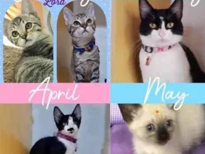 Gato raça Srd  idade 2 a 6 meses nome Vários gatinhos