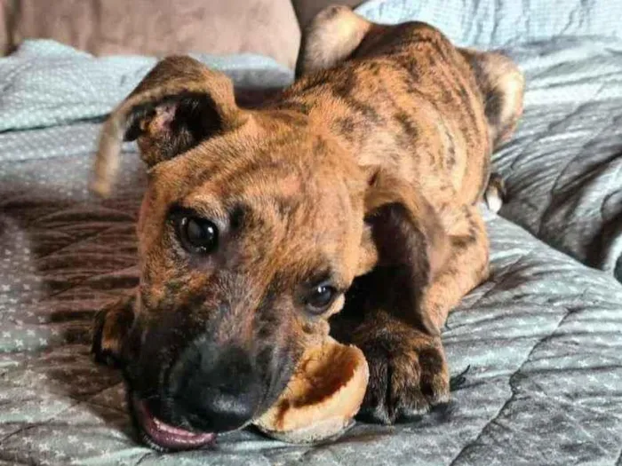 Cachorro ra a SRD idade 2 a 6 meses nome GERALDO