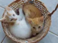 Raposinha, amora e v
