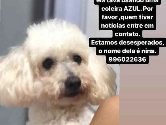 Cachorro ra a Poodle toy idade 6 ou mais anos nome Nina