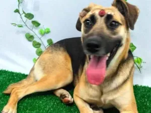 Cachorro raça Mestiçar Pastor Alemão  idade 2 anos nome Grace