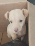 Cachorro raça  idade Abaixo de 2 meses nome Breno Bebezinho