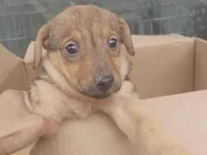 Cachorro raça  idade Abaixo de 2 meses nome Bruno Bebezinho