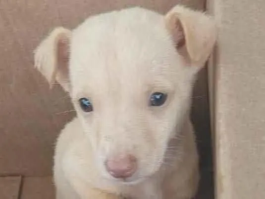 Cachorro raça  idade Abaixo de 2 meses nome Breno Bebezinho