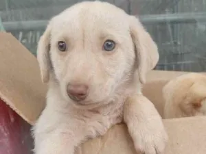 Cachorro raça  idade Abaixo de 2 meses nome Bianca Bebezinha