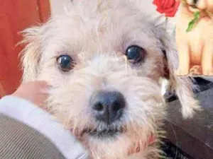 Cachorro raça  idade 1 ano nome Théo Pequeno