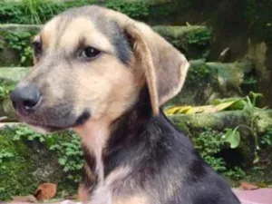 Cachorro raça  idade 2 a 6 meses nome Mercedes Filhotinha