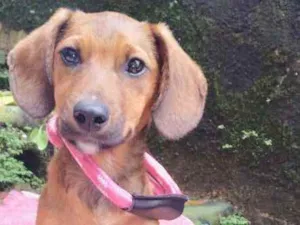 Cachorro raça  idade 2 a 6 meses nome Marcela Filhotinha