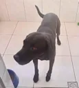 Cachorro raça Labrador mix srd idade 1 ano nome Thor Labmix fofinho 