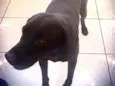 Cachorro raça Labrador mix srd idade 1 ano nome Thor Labmix fofinho 