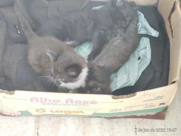 Gato raça Normal idade 1 ano nome Princesa