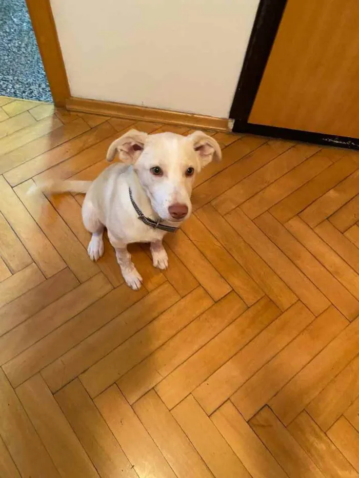 Cachorro raça SRD idade 2 a 6 meses nome Alaska 