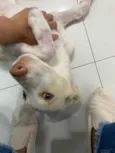 Cachorro raça SRD idade 2 a 6 meses nome Alaska 