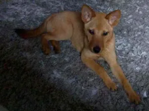 Cachorro raça Não identificado idade 7 a 11 meses nome Sol