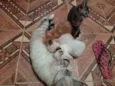 Filhotes de gato 