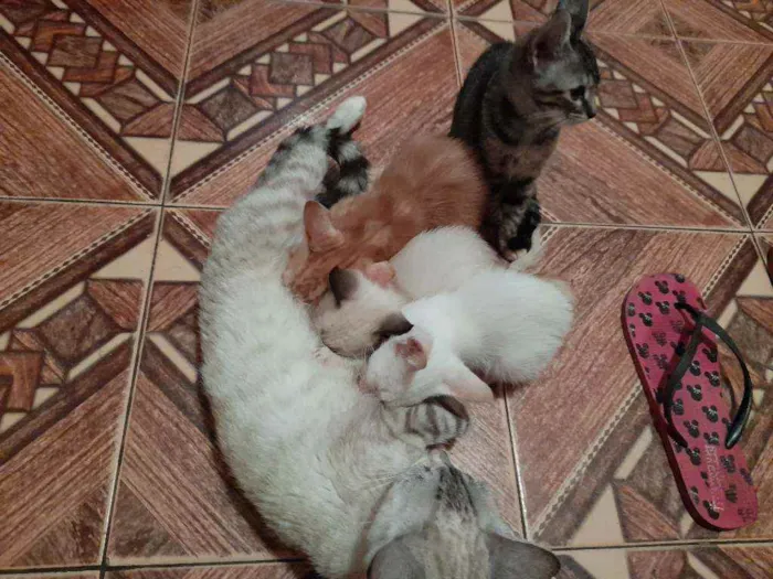Gato raça Sem raça  idade 2 a 6 meses nome Filhotes de gato 