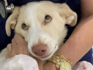 Cachorro raça SRD idade 2 a 6 meses nome Alaska 