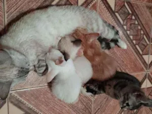 Gato raça Sem raça  idade 2 a 6 meses nome Filhotes de gato 