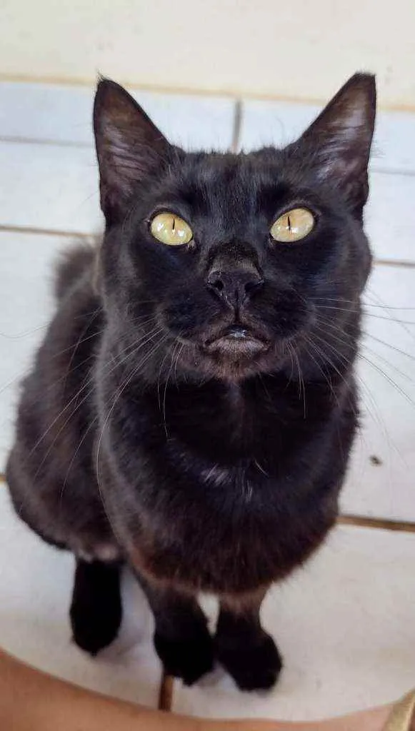 Gato raça Srd idade 2 anos nome Celina 