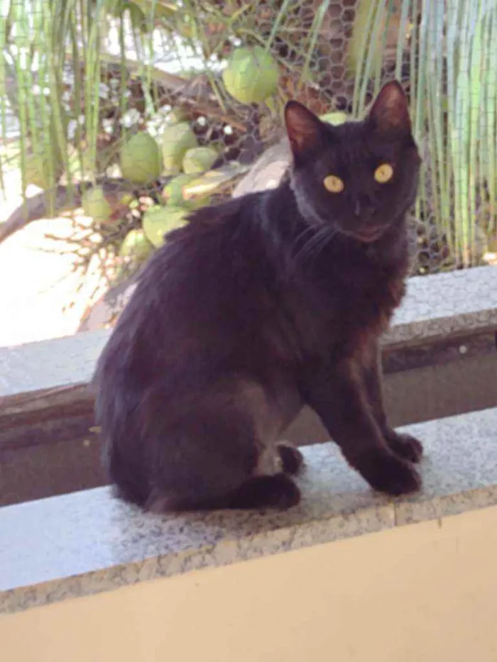 Gato raça Srd idade 2 anos nome Celina 