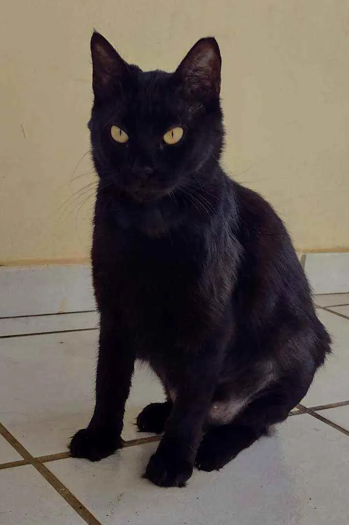 Gato raça Srd idade 2 anos nome Celina 