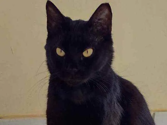 Gato raça Srd idade 2 anos nome Celina 