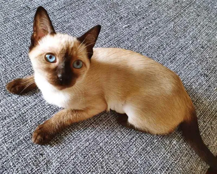 Gato raça SRD idade 2 a 6 meses nome CATÂNIA SIAMESA